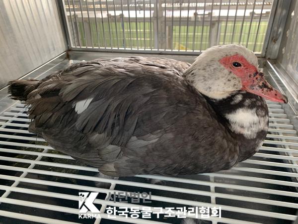 보호중 머스크비오리…